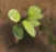 Treasure of Nadia: Plants Guide