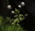 Treasure of Nadia: Plants Guide