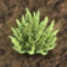 Treasure of Nadia: Plants Guide