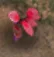 Treasure of Nadia: Plants Guide