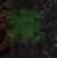 Treasure of Nadia: Plants Guide